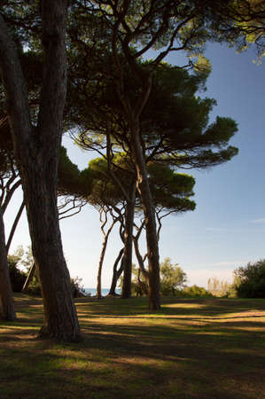 a beautiful view of the baratti treesの写真素材