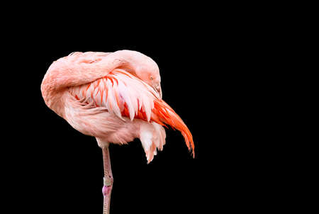 Flamingo peeking from behinds its feathersの写真素材