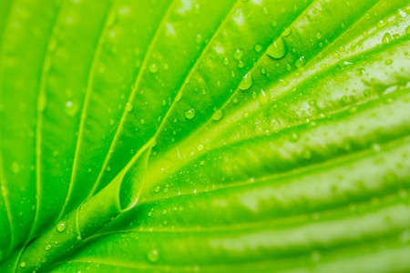 Detail of leaf with convergent nervures leading to a leaf budの写真素材