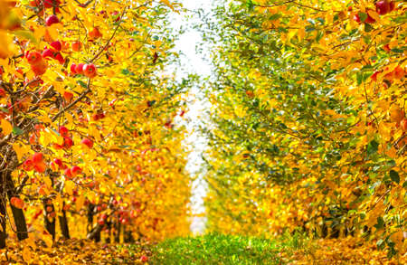 Yellow leafed orchard with ripe red apples ready for harvestingの写真素材