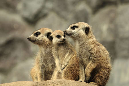 A Cute Family Of Meerkatsの写真素材