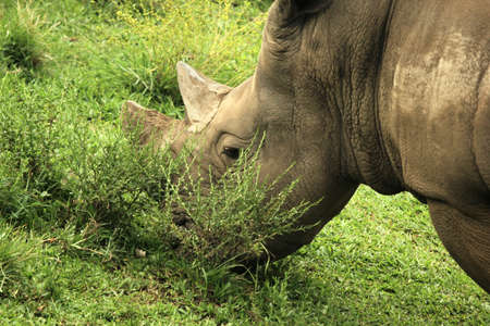 A Closeup Of Rhino Eating Grassの写真素材