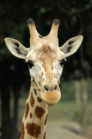 A Portrait Of Giraffe's Cute Faceの写真素材