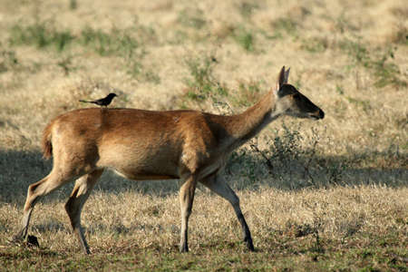 Javanese Deer Walking On A Savannaの写真素材
