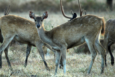 Javanese Deer Looking At The Cameraの写真素材