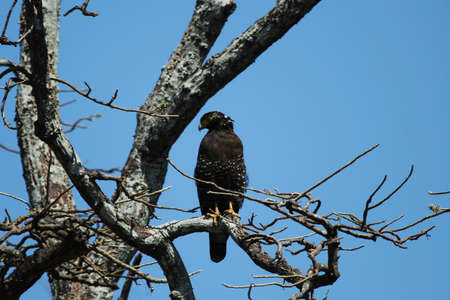 Crested Serpent Eagle Sitting On A Branchの写真素材