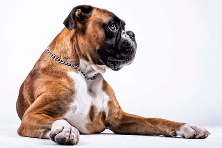 Boxer dog sitting with peculiar look
