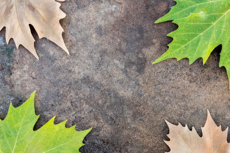 leaves on the edge of a boardの写真素材