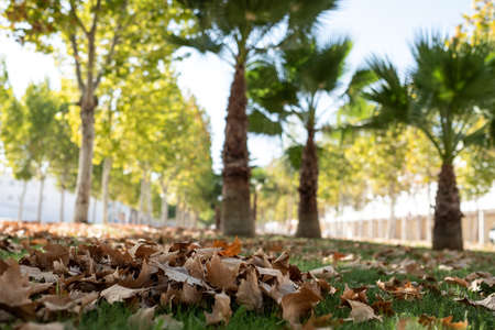 park with fallen leaves on the ground and palm trees in the backgroundの写真素材