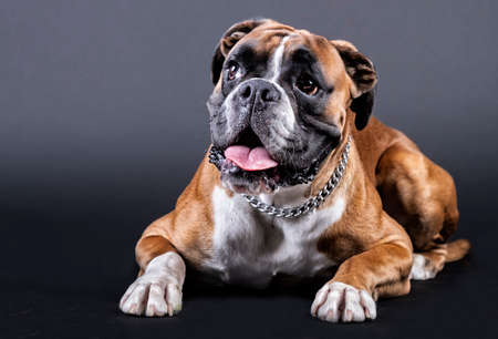 Boxer dog with tongue out in sitting positionの写真素材