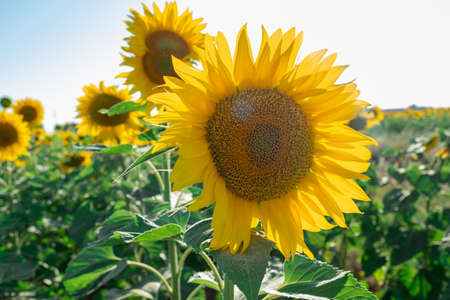 sunflower plantation with flower in the foreground
