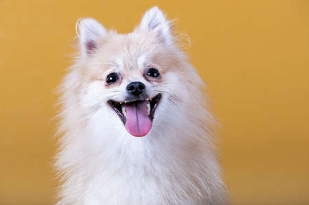 Pomeranian breed dog with open mouth and tongue outの写真素材