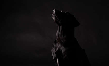 black labrador dog looking up on a black backgroundの写真素材
