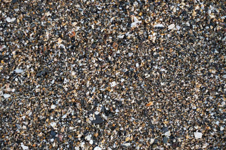 sandy bottom of the sea with pieces of clams