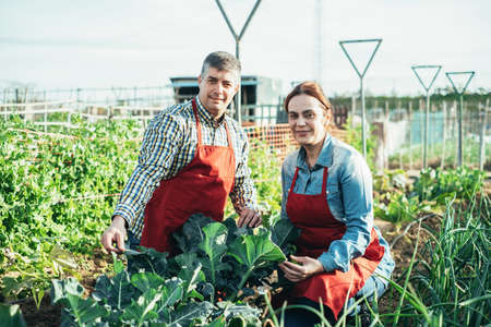 Farming couple behind a broccoli plant in an organic fieldの写真素材