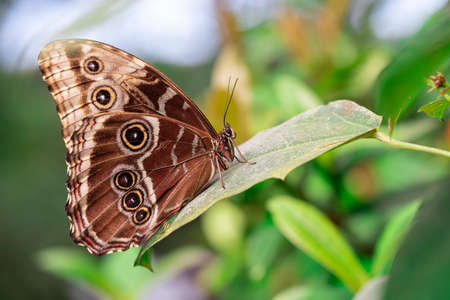 butterfly with closed wings perched on a leafの写真素材