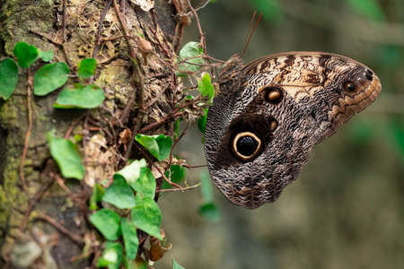 butterfly with closed wings perched on a tree trunkの写真素材