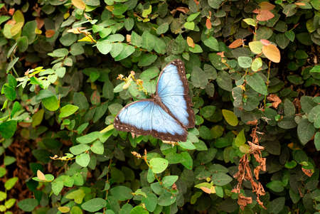 Butterfly with blue wings open on a background of green leaves in the forest