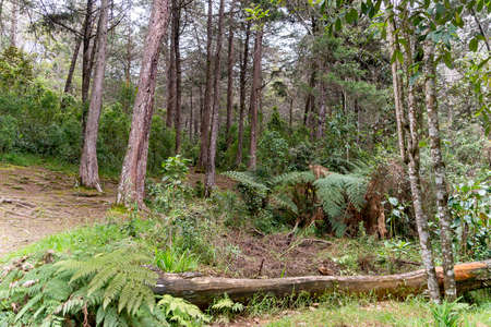 Arvi Park's Natural Landscapes in Medellinの写真素材