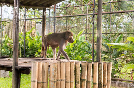Wonderful Wildlife Landscapes at Ukumari Biopark in Pereira, Colombia.