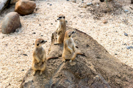 Wonderful Wildlife Landscapes at Ukumari Biopark in Pereira, Colombia.の写真素材