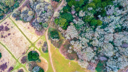 Aerial view of green forest and meadow in spring season.の写真素材