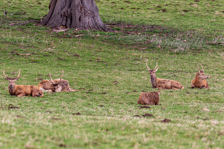 Group of male and female deers resting on grass in the parkの写真素材