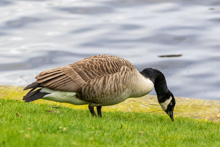 Canada Goose (Branta canadensis) standing on the grassの写真素材