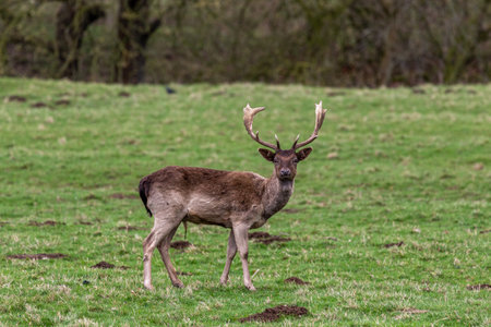Fallow deer (Cervus elaphus) stag with antlersの写真素材