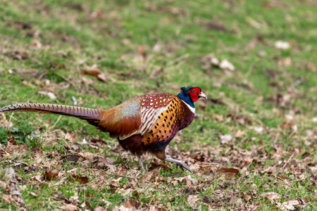 Male pheasant walking in the grass in search of food.の写真素材