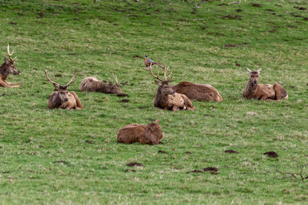 Mule Deer (Cervus elaphus) lying on the grassの写真素材