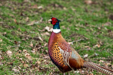 Ringneck Pheasant (Phasianus colchicus)