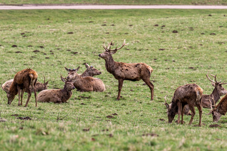 Majestic Red Deer (Cervus elaphus) in the fieldの写真素材