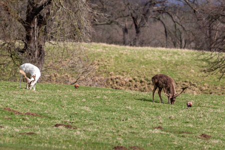 Fallow deer in a meadow with a rooster in the backgroundの写真素材
