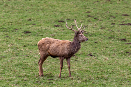 Red deer stag with large antlers standing on a meadow.の写真素材