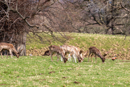 Fallow deer (Dama dama) in the meadowの写真素材