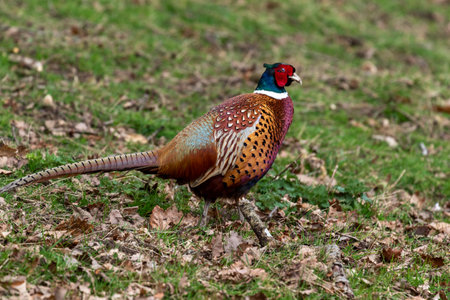 Ringneck Pheasant (Phasianus colchicus)の写真素材