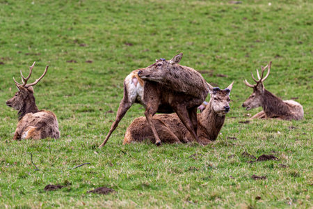 Fallow deer (Cervus elaphus) in the wildの写真素材