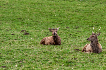 Red deer (Cervus elaphus) in the grassの写真素材