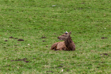 Red deer (Cervus elaphus) lying on the grassの写真素材