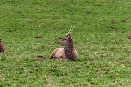 Sika deer (Cervus nippon) resting on a meadowの写真素材