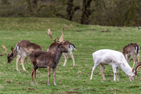 Fallow deer, Dama dama, male and female.の写真素材