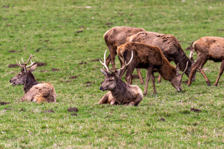 Red deer (Cervus elaphus). Wild animal.の写真素材
