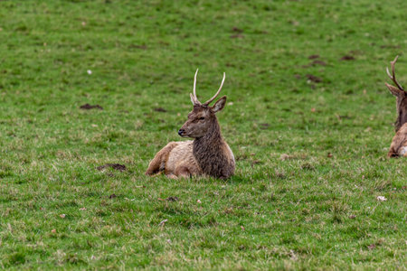 Fallow deer in the meadow. Wildlife scene from nature.の写真素材