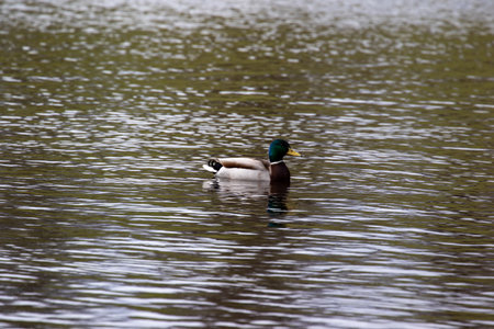 Mallard drake swimming on the lake. Male mallard duck swimming on the lake.の写真素材