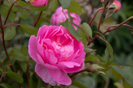Beautiful pink roses in the garden, close-up shot.の写真素材