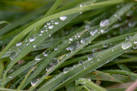 drops of dew on the green grass in the morning. macroの写真素材
