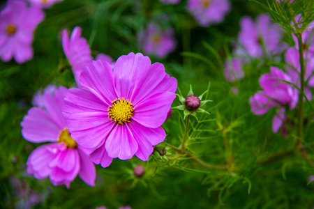 Cosmos flowers blooming in the garden. Selective focus.の写真素材