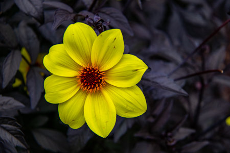 Dahlia flower in the garden. Yellow flower on dark background.の写真素材