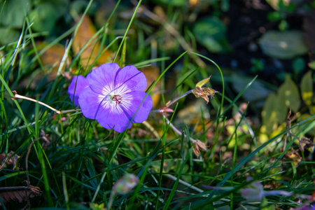 Purple crocus flower in green grass with a butterfly in the backgroundの写真素材